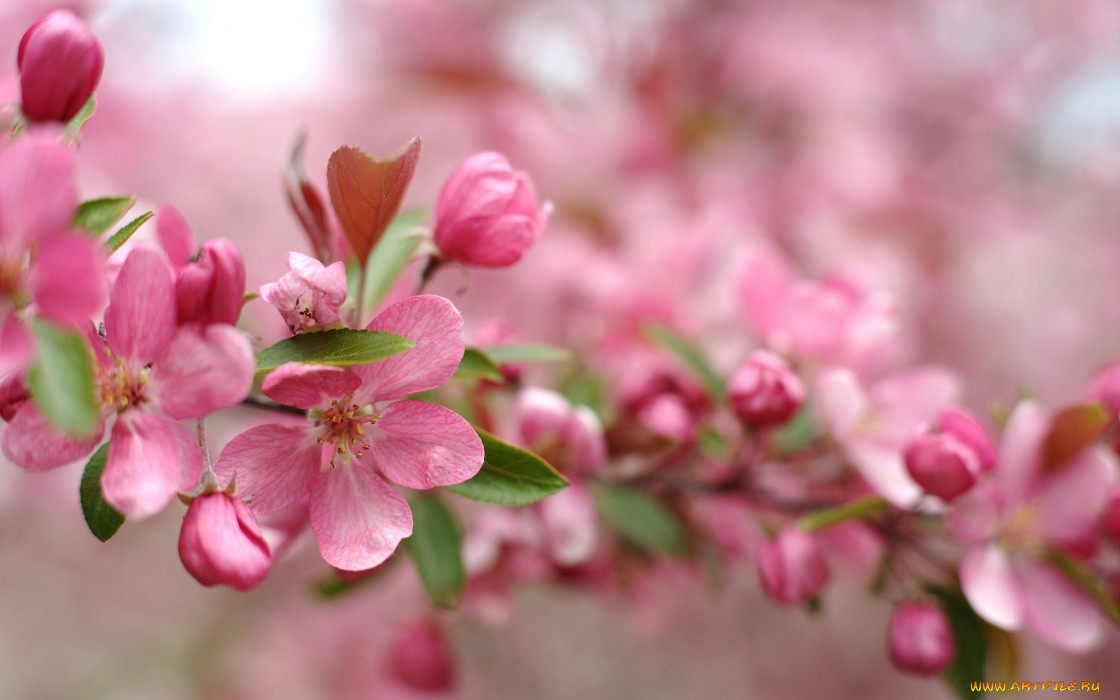 цветы, цветущие деревья ,  кустарники, розовый, цветение, ветка, весна
